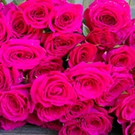 Hot Pink Jewel Rose Branchue d'Equateur Ethiflora
